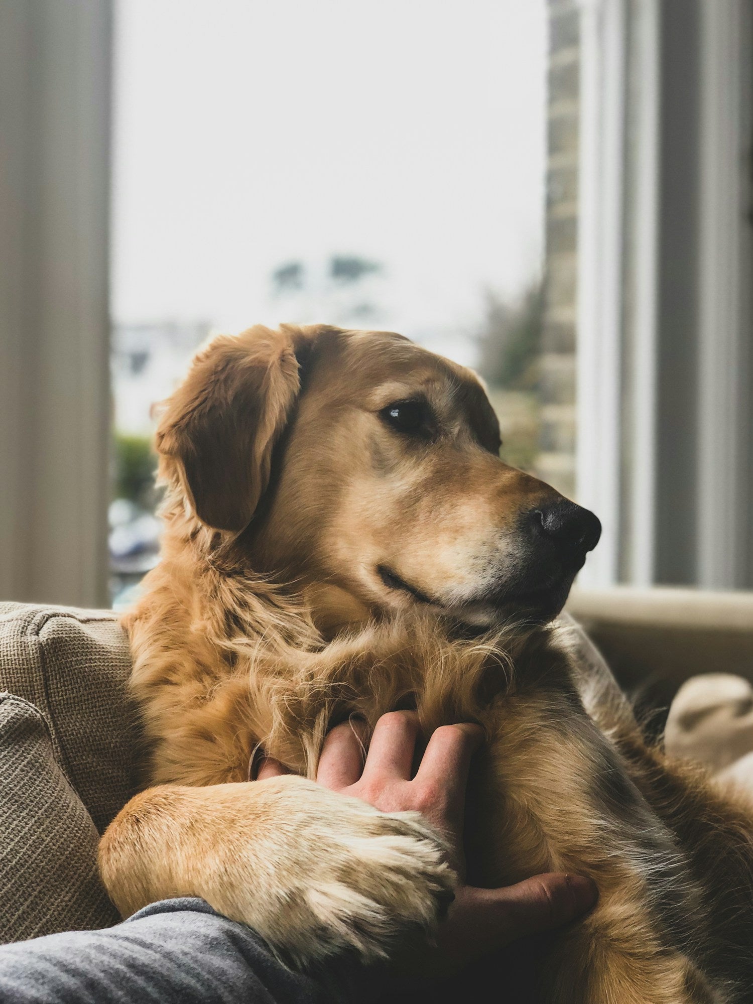 Golden retriever resting beside its owner on a sofa